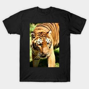 Female Bengal Tiger Stalking T-Shirt